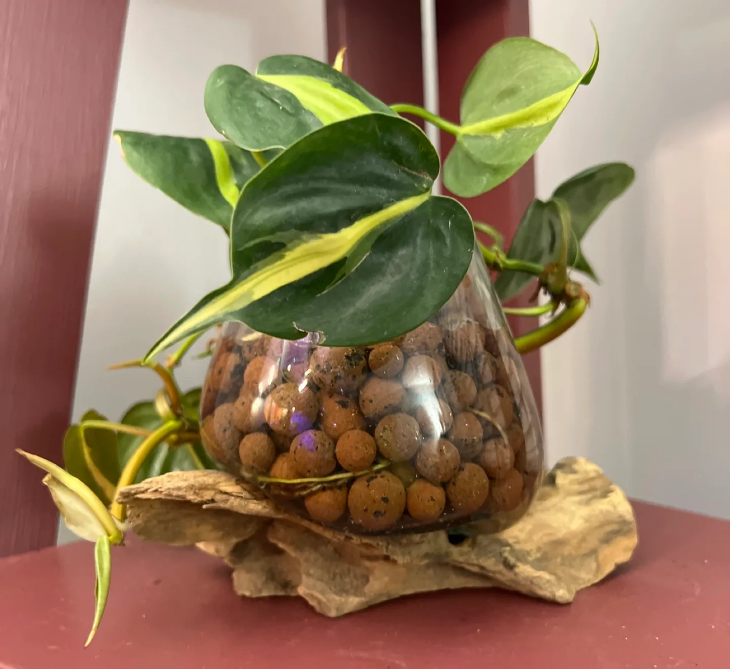 Stunning Philodendron Brazil in Unique Handmade Glass & Wood! image indicator(4)