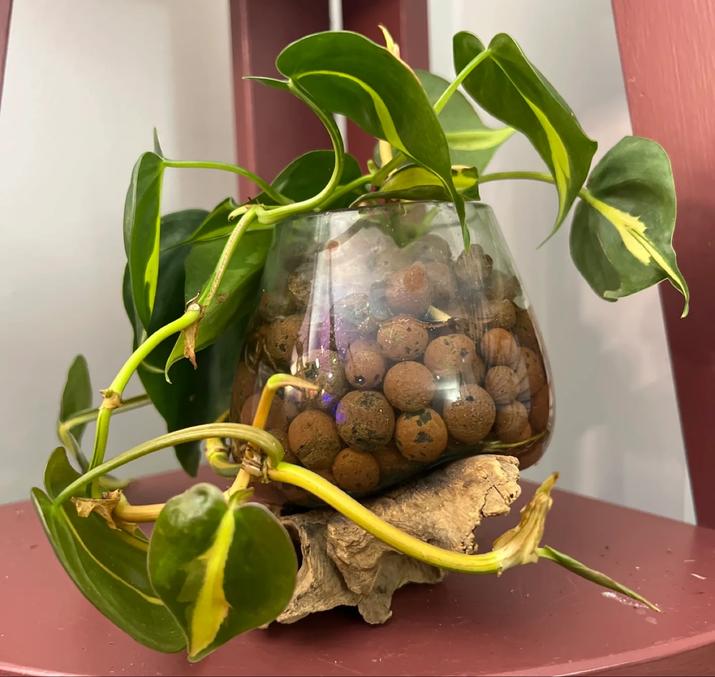 Stunning Philodendron Brazil in Unique Handmade Glass & Wood! image indicator(5)