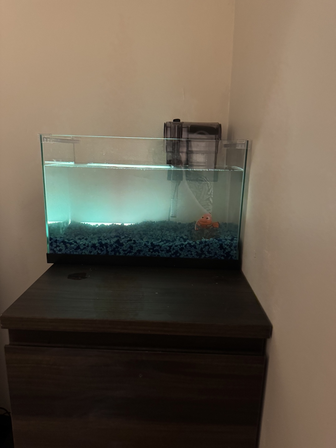 Small fish tank with filter