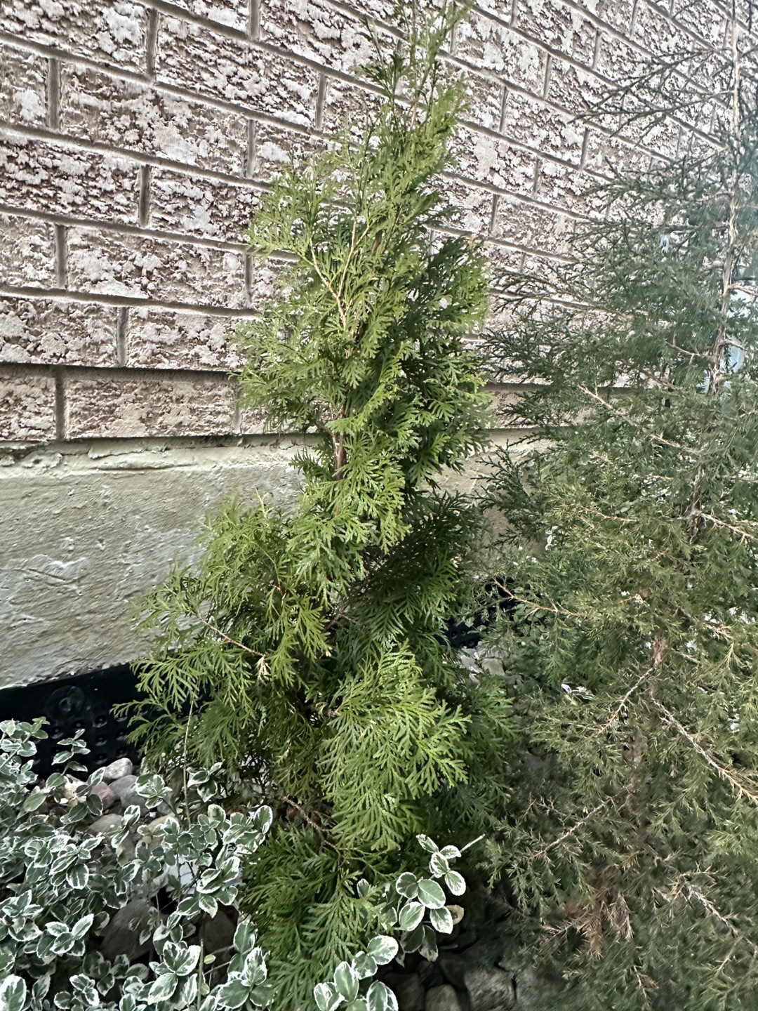 Arizona Cypress and Emerald Cedar - photo 3
