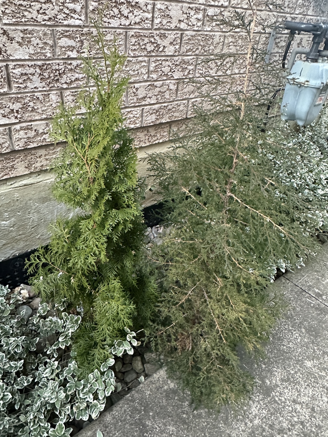 Arizona Cypress and Emerald Cedar