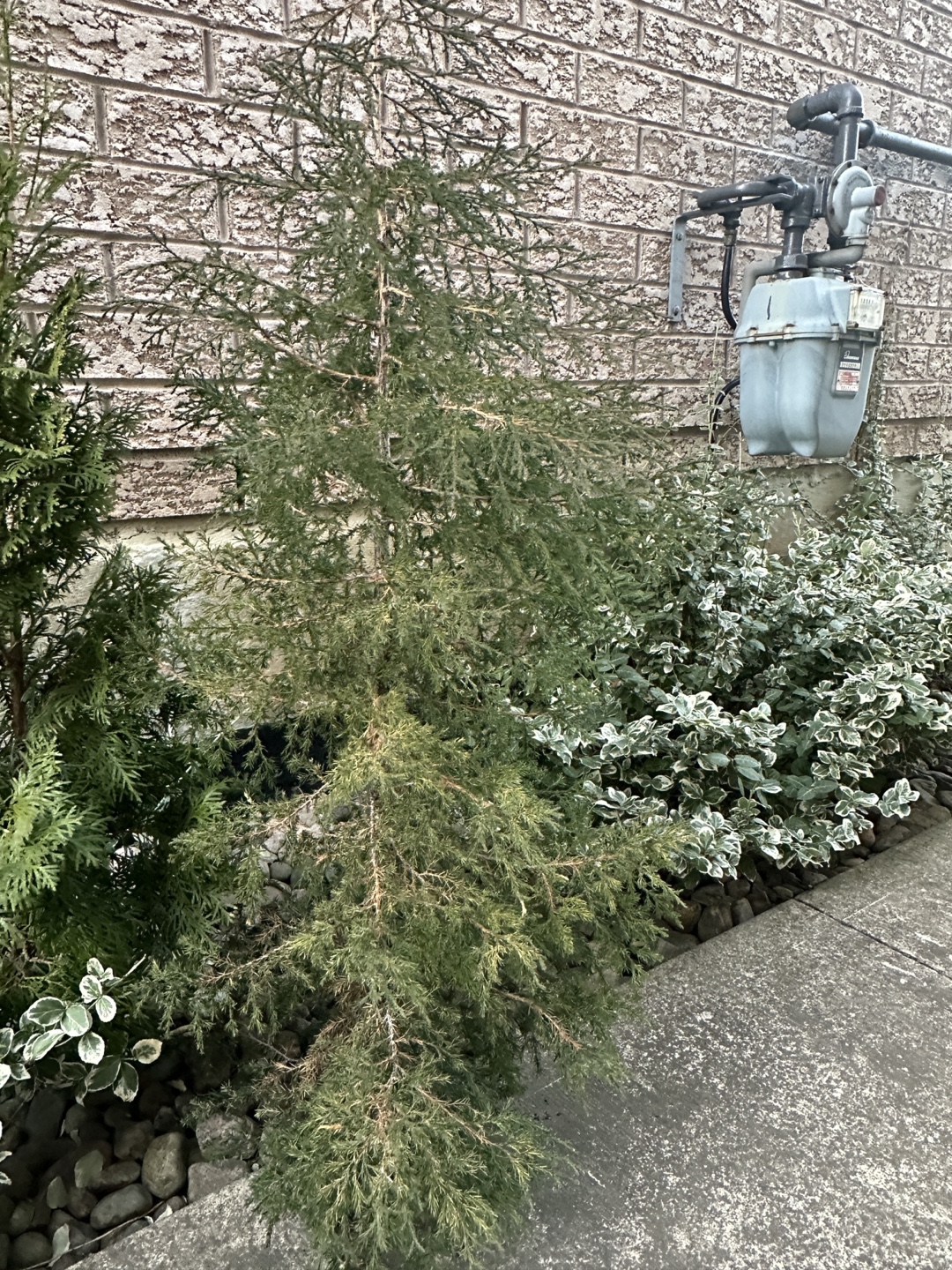 Arizona Cypress and Emerald Cedar - photo 2