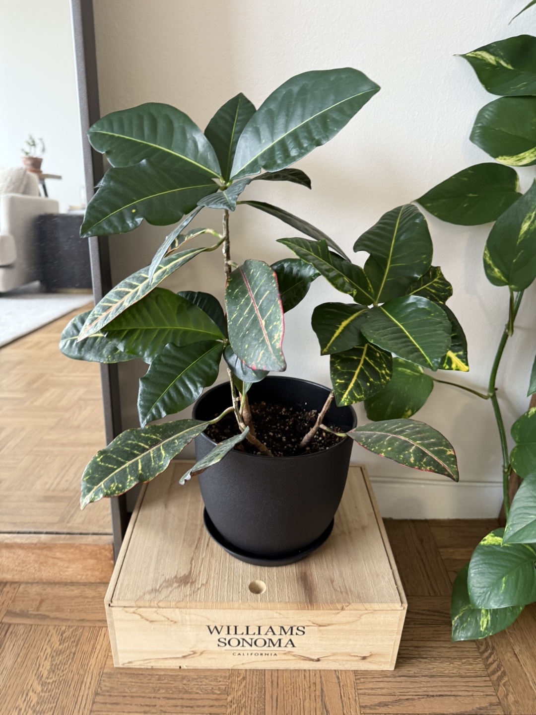 Croton Plant in Black Pot - photo 2