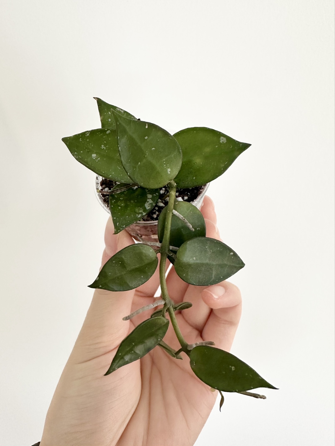 Hoya lacunosa (previously super silver)