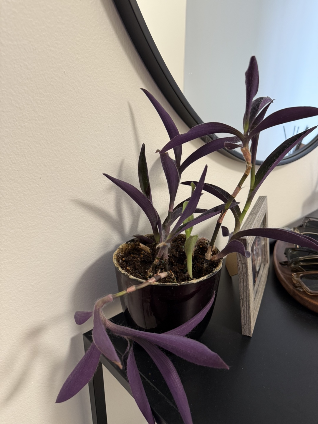 Purple Heart Plant