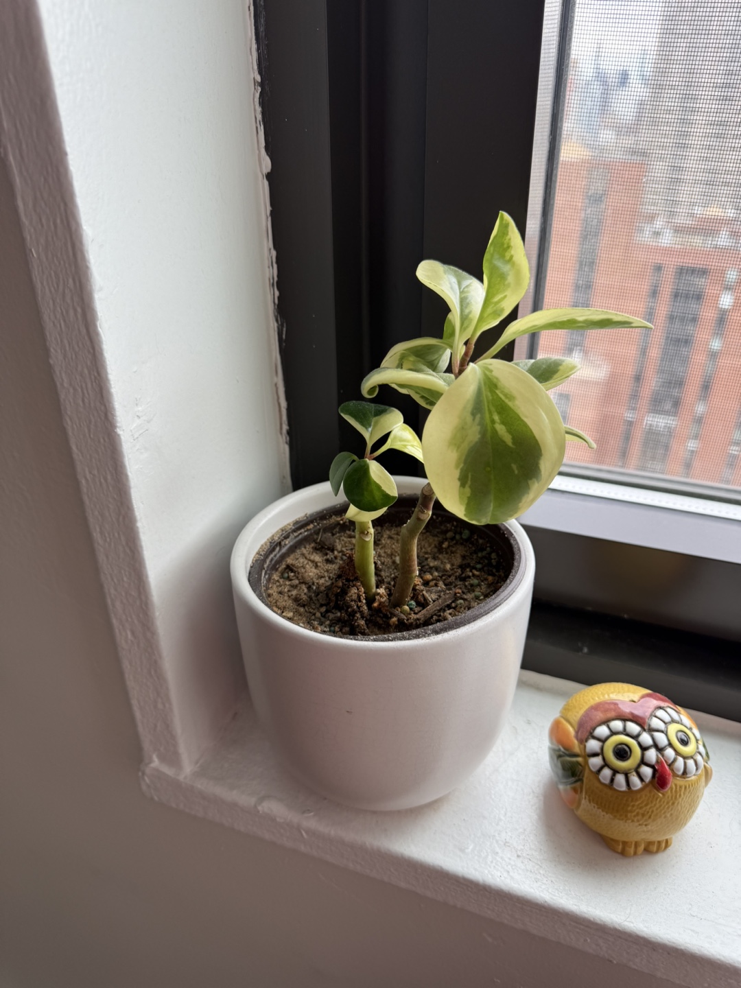 Peperomia obtusifolia 'Alba' in White Pot
