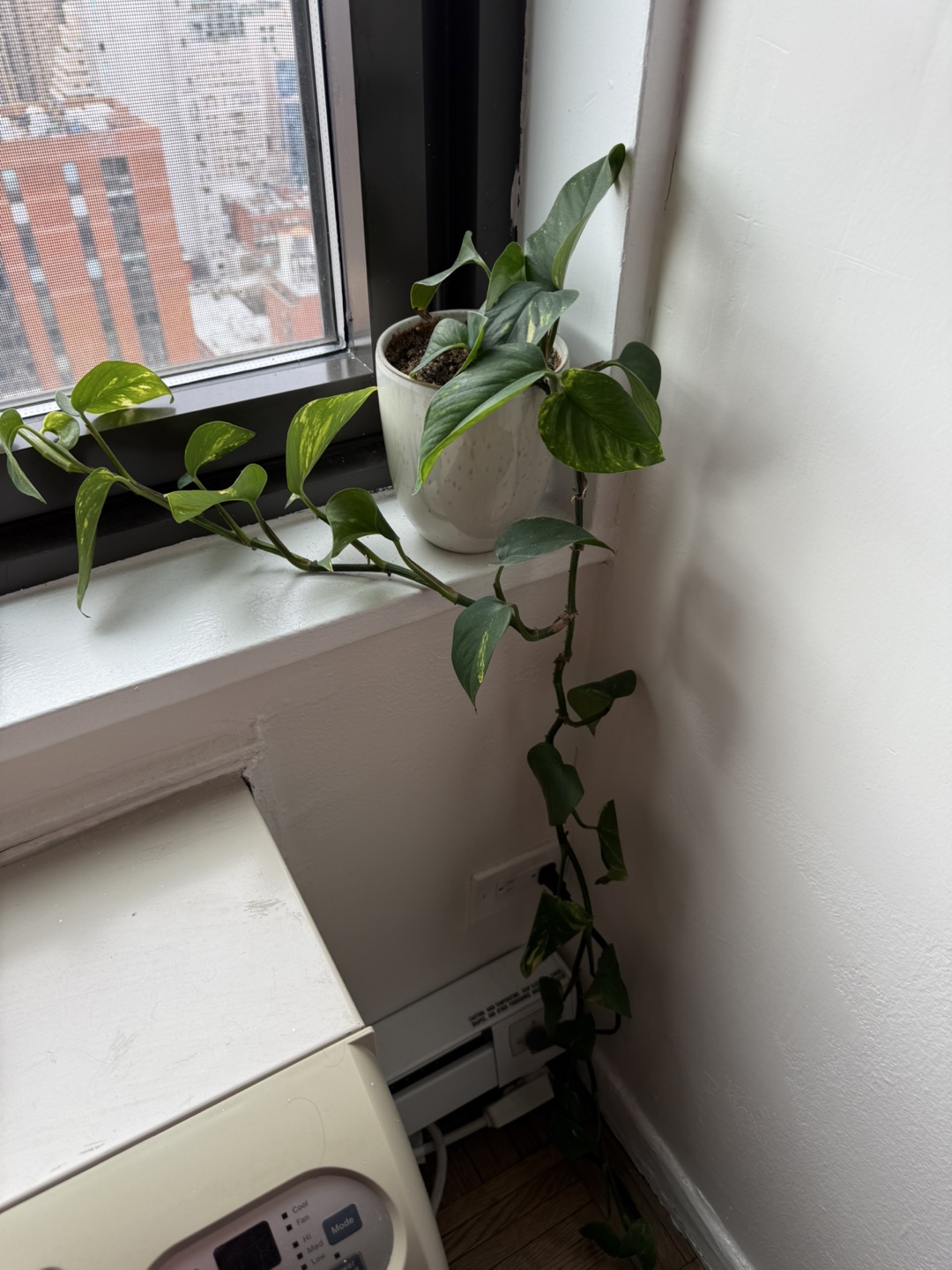 Golden Pothos Hanging Plant