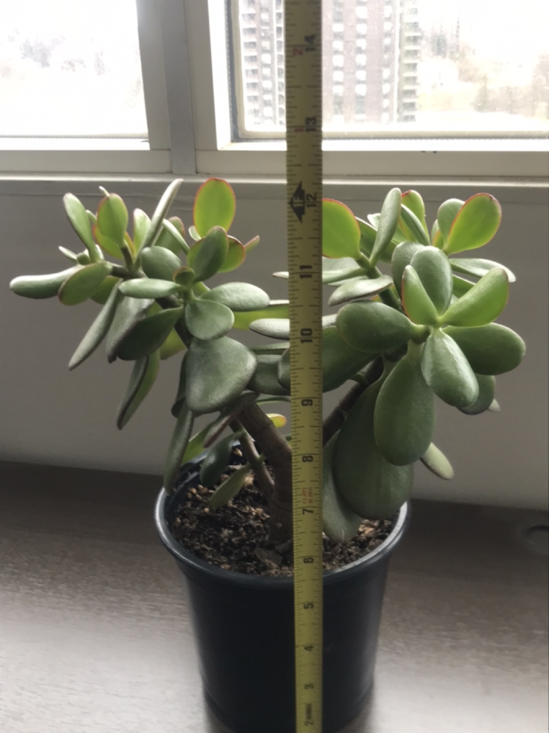 12" Tall Jade Plant in Pot - photo 2