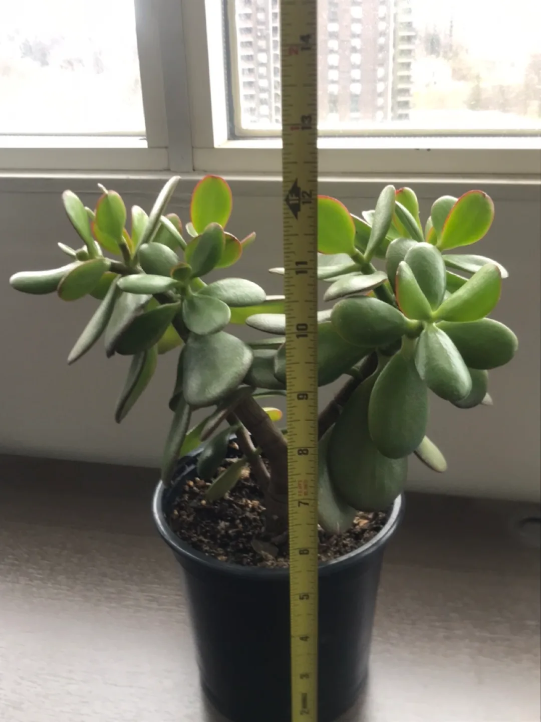 12" Tall Jade Plant in Pot image indicator(2)