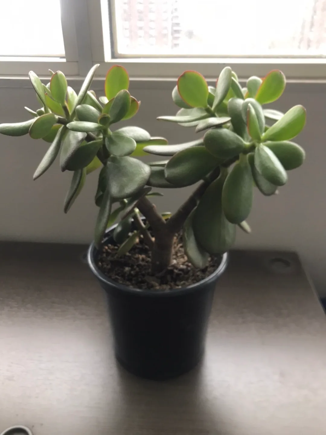 12" Tall Jade Plant in Pot image indicator(4)