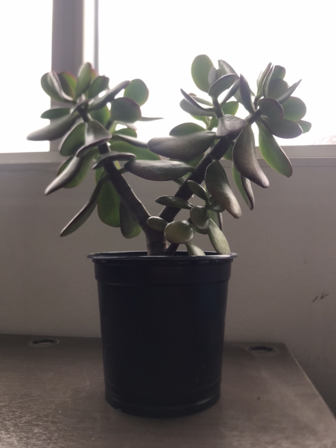 12" Tall Jade Plant in Pot