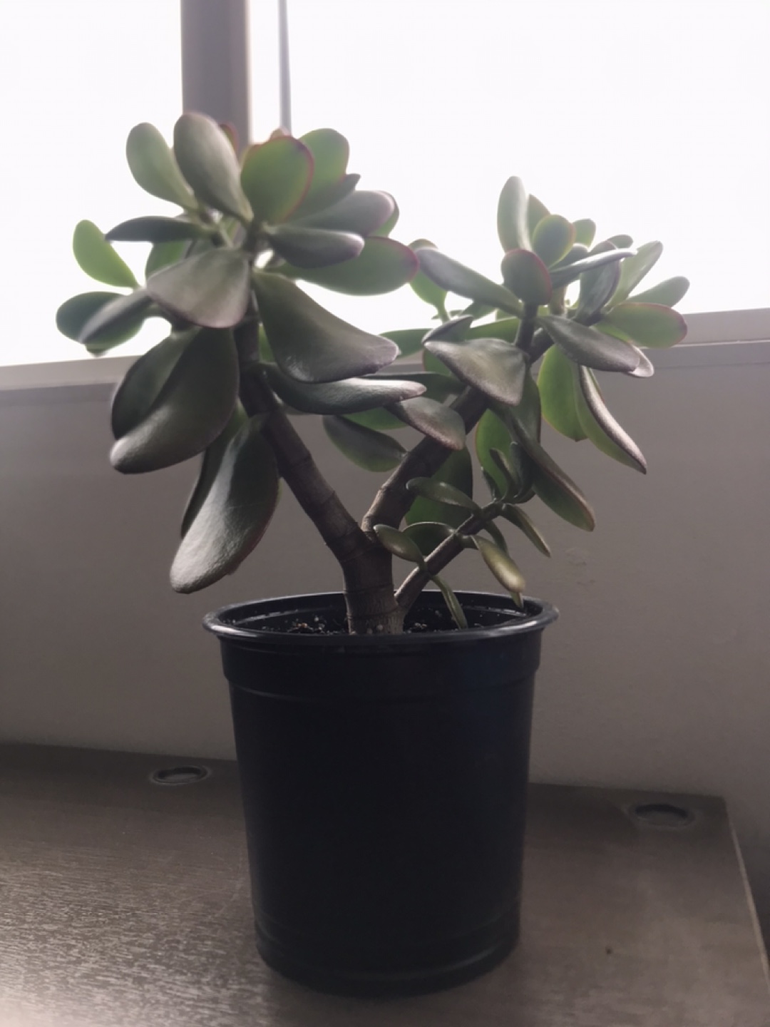 12" Tall Jade Plant in Pot - photo 3