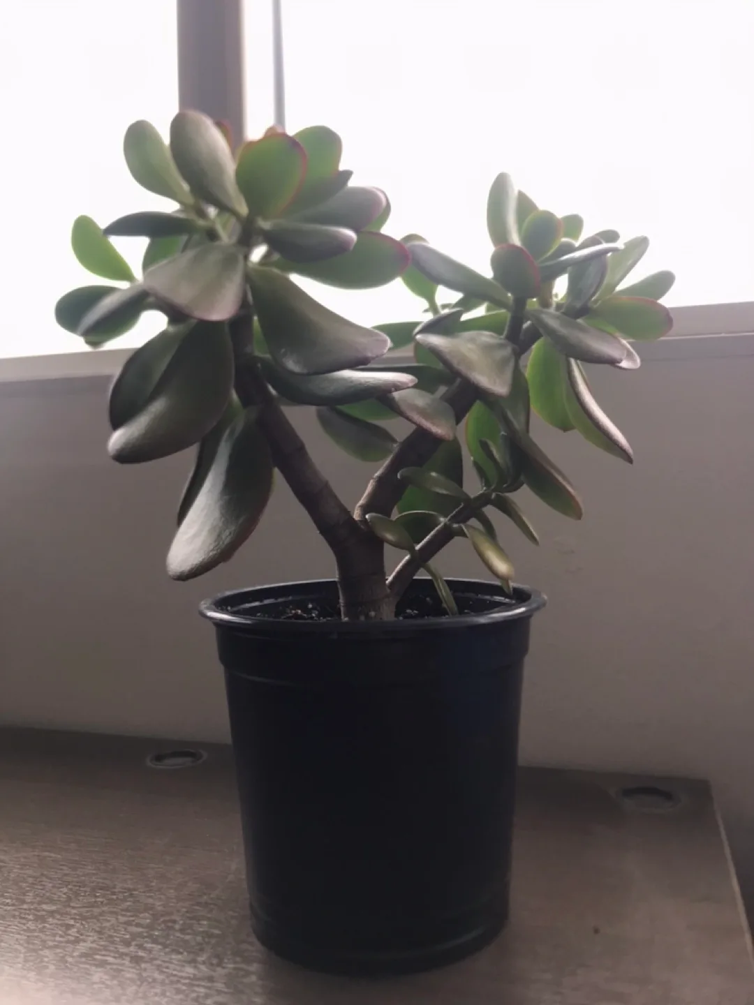 12" Tall Jade Plant in Pot image indicator(3)