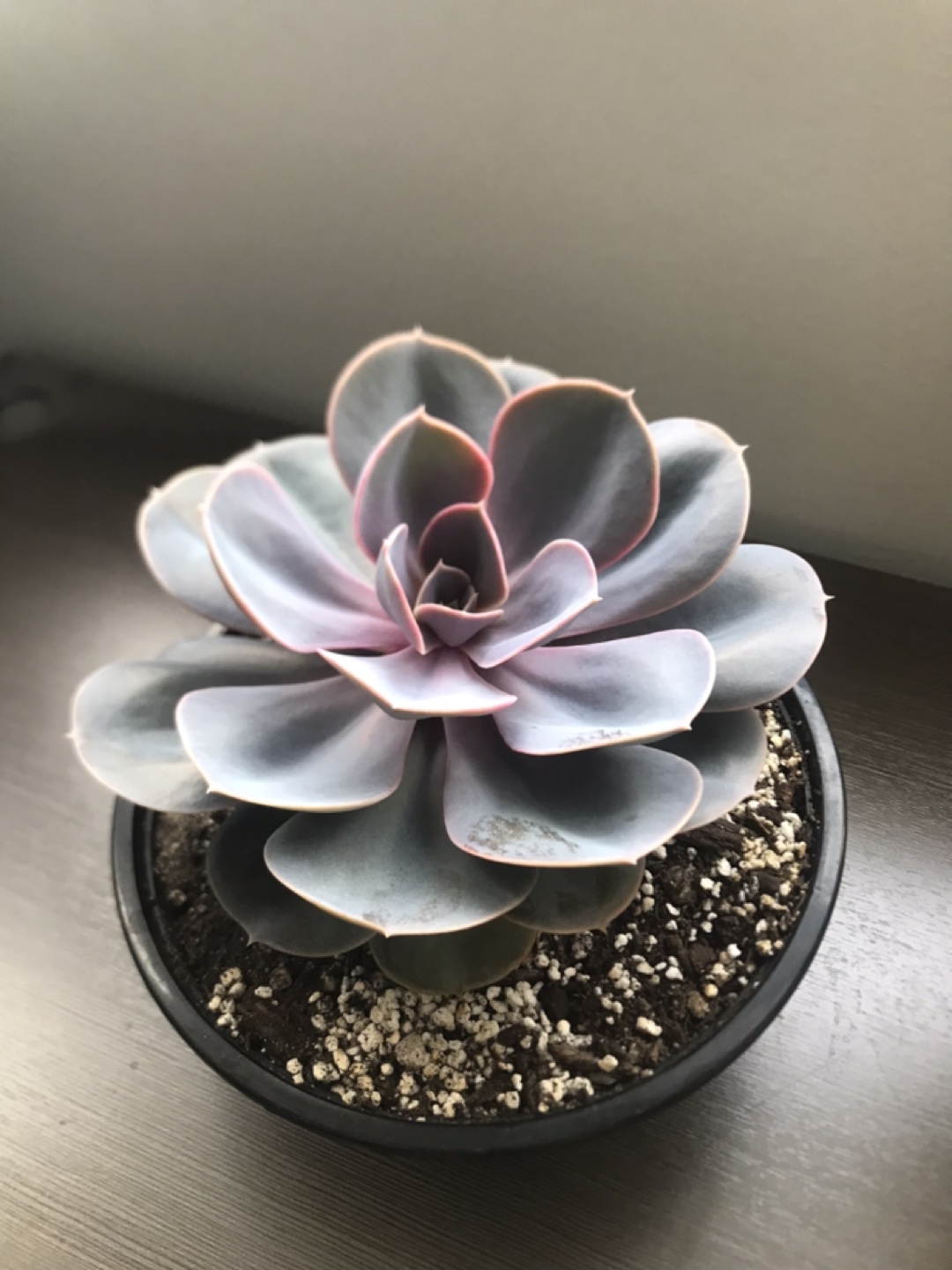 Large Echeveria Succulent in Pot