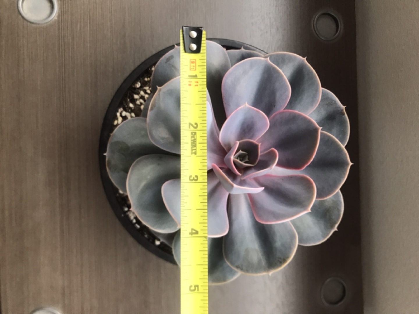 Large Echeveria Succulent in Pot - photo 2