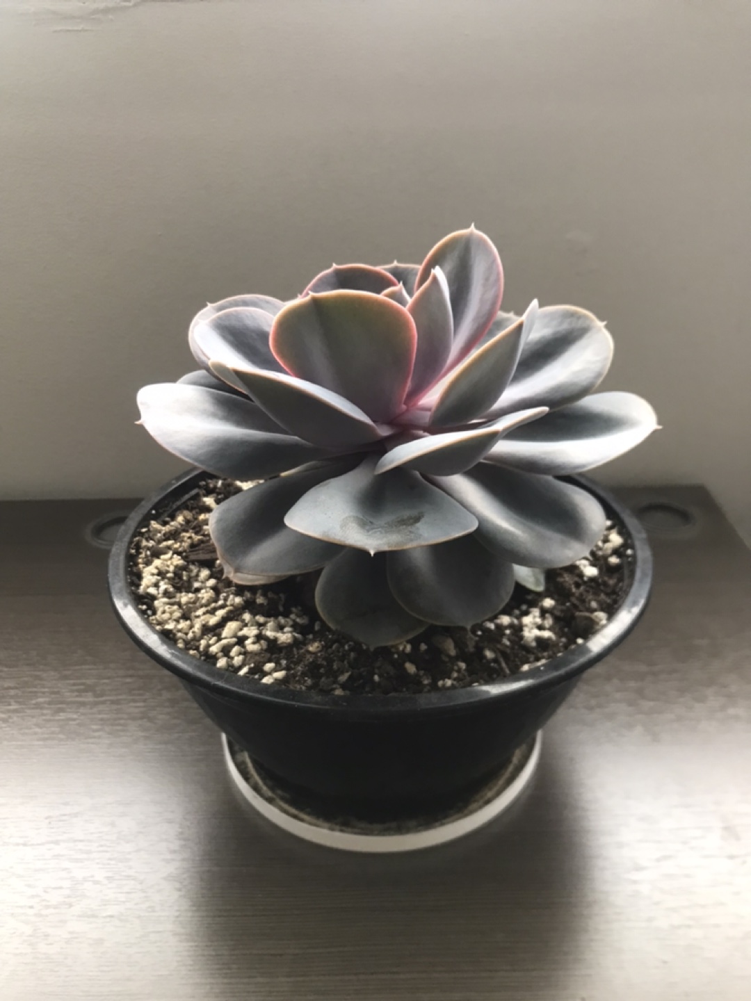 Large Echeveria Succulent in Pot - photo 4