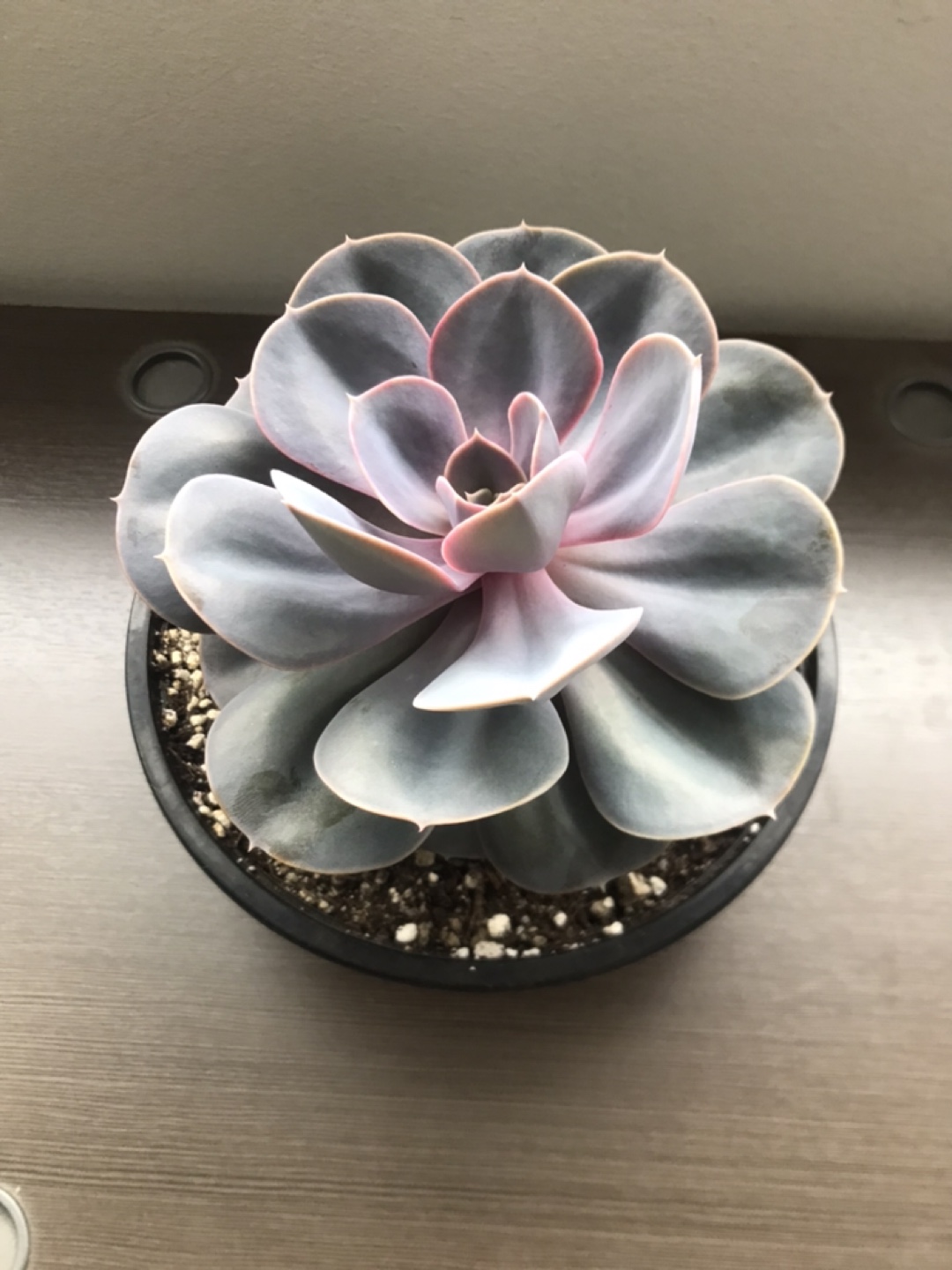 Large Echeveria Succulent in Pot - photo 3