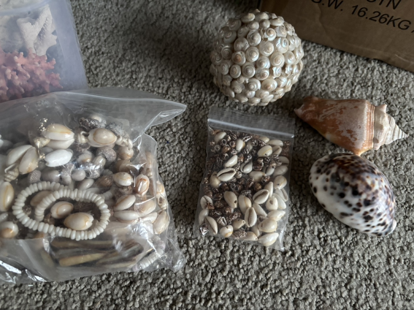 Large Collection of Seashells and Sea Urchins - photo 4