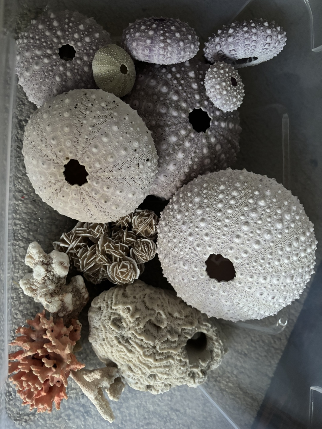 Large Collection of Seashells and Sea Urchins