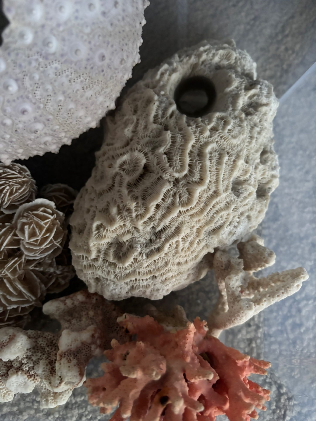 Large Collection of Seashells and Sea Urchins - photo 2