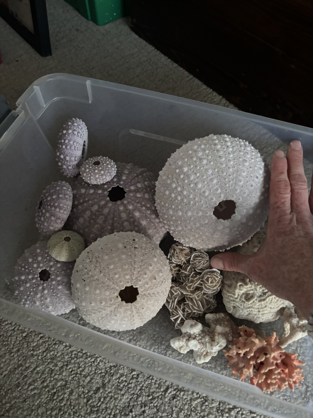 Large Collection of Seashells and Sea Urchins - photo 3