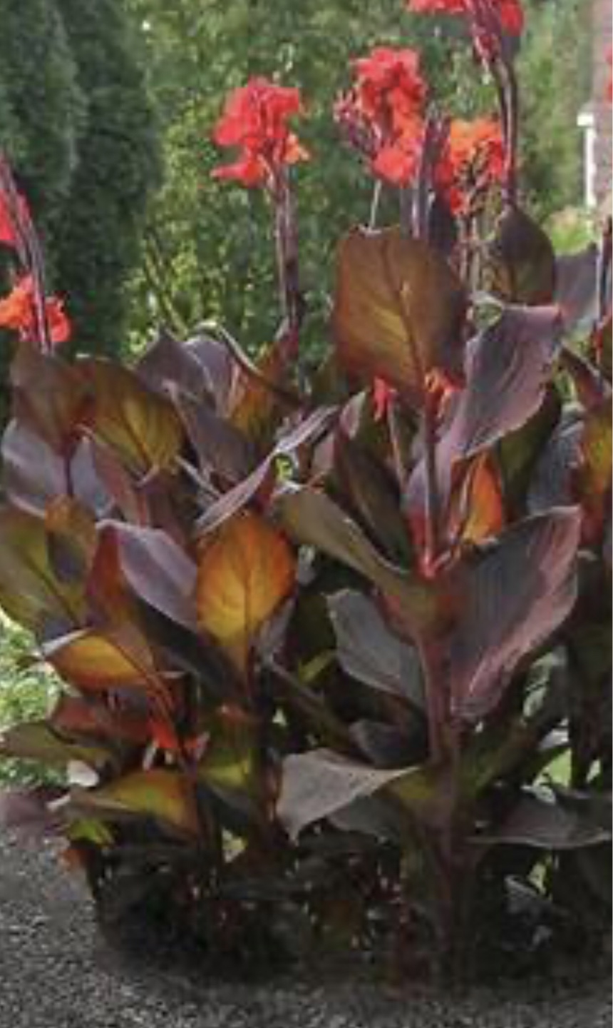 Canna Lily - Red Flowers, Dark Foliage