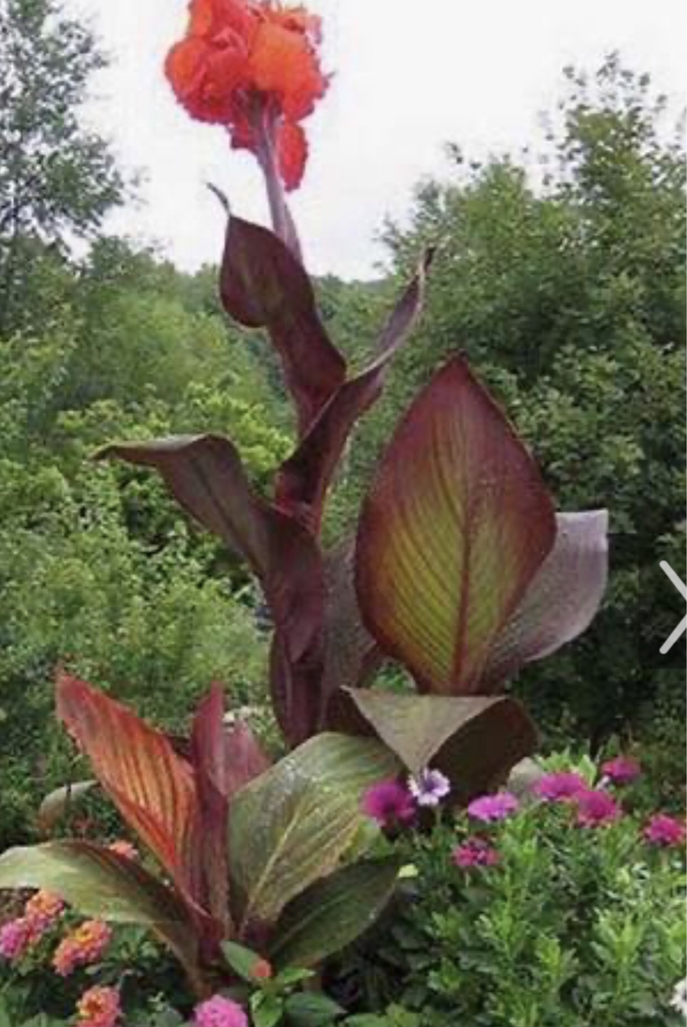 Canna Lily - Red Flowers, Dark Foliage - photo 2