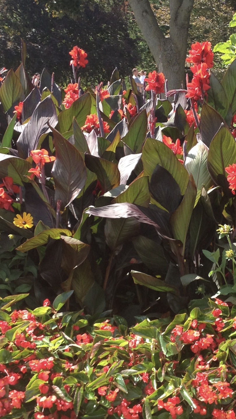 Canna Lily - Red Flowers, Dark Foliage - photo 3