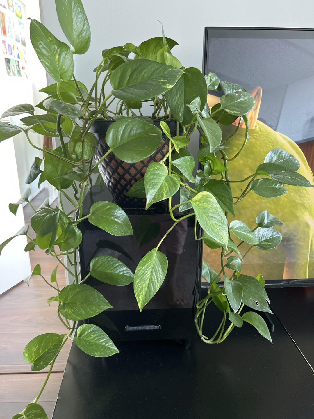 Golden Pothos Plant in Black Pot
