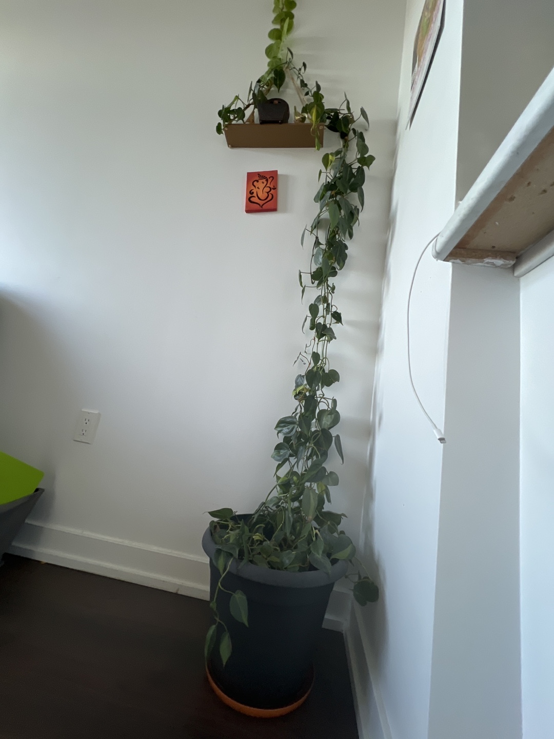 Large healthy Potted Pothos Plant