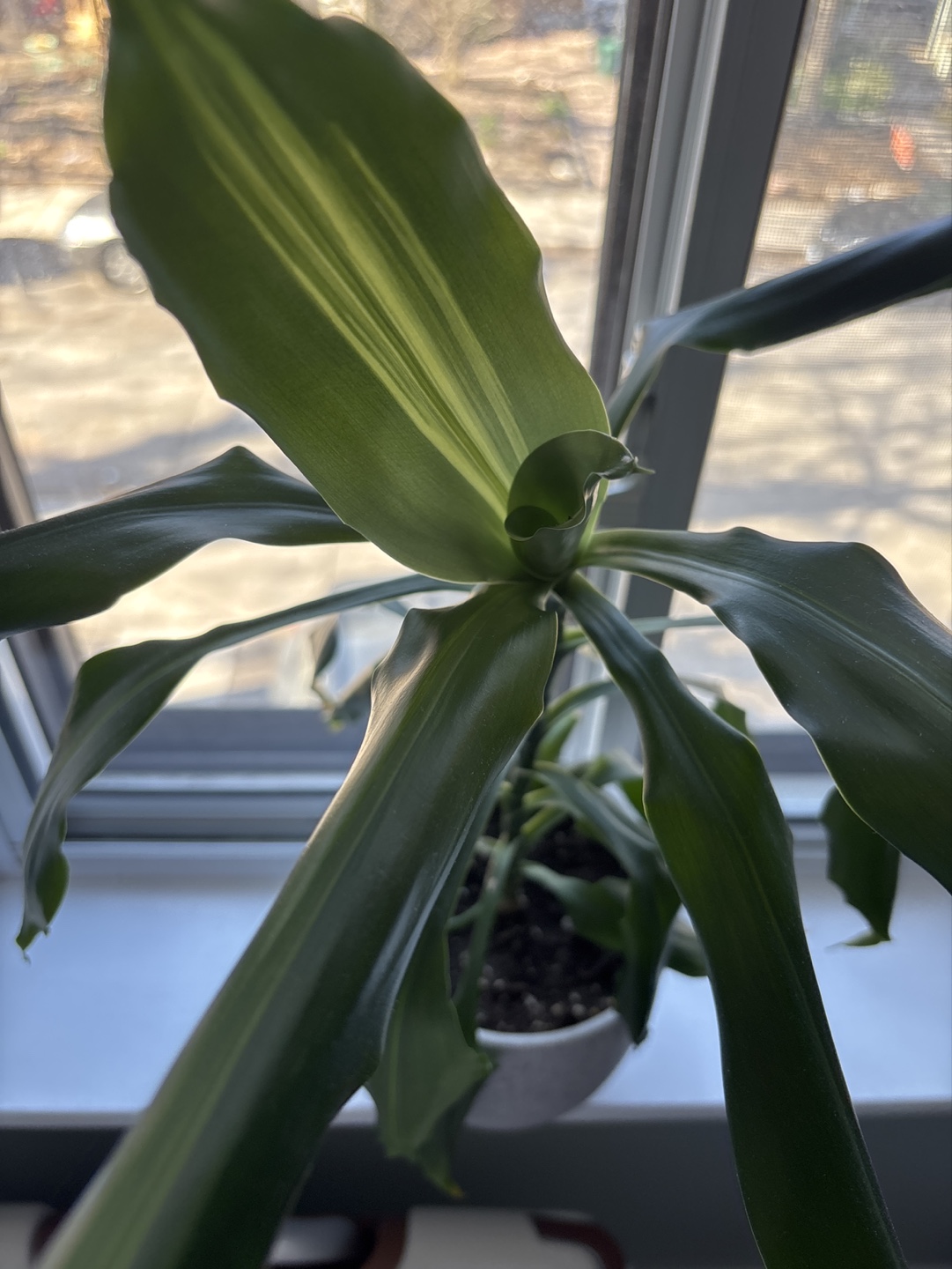 Dracaena Marginata Plant in Speckled Grey Pot - photo 5