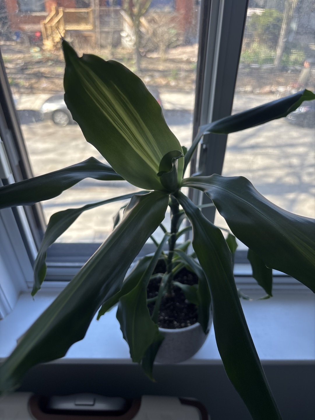 Dracaena Marginata Plant in Speckled Grey Pot - photo 2