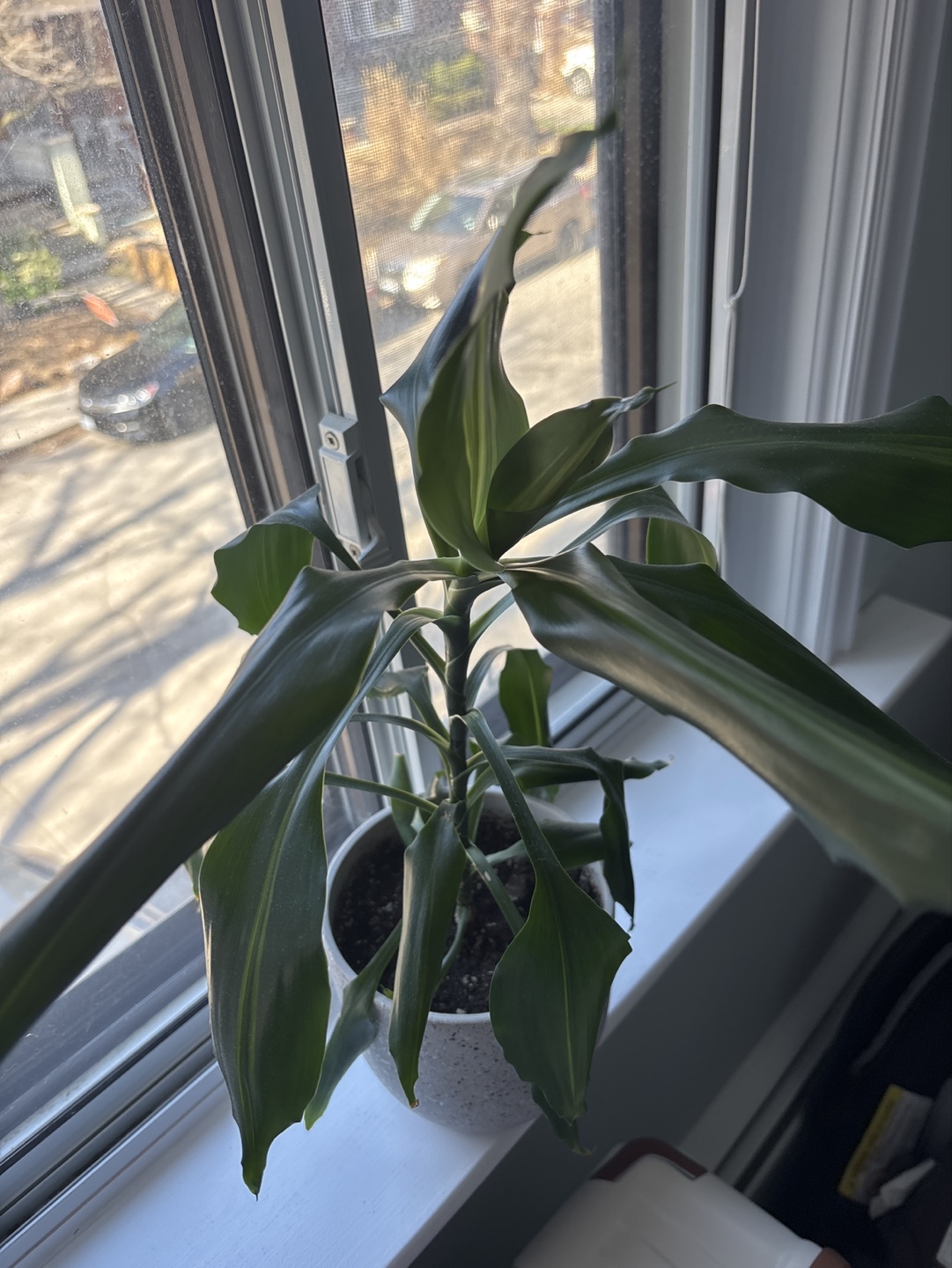Dracaena Marginata Plant in Speckled Grey Pot - photo 3