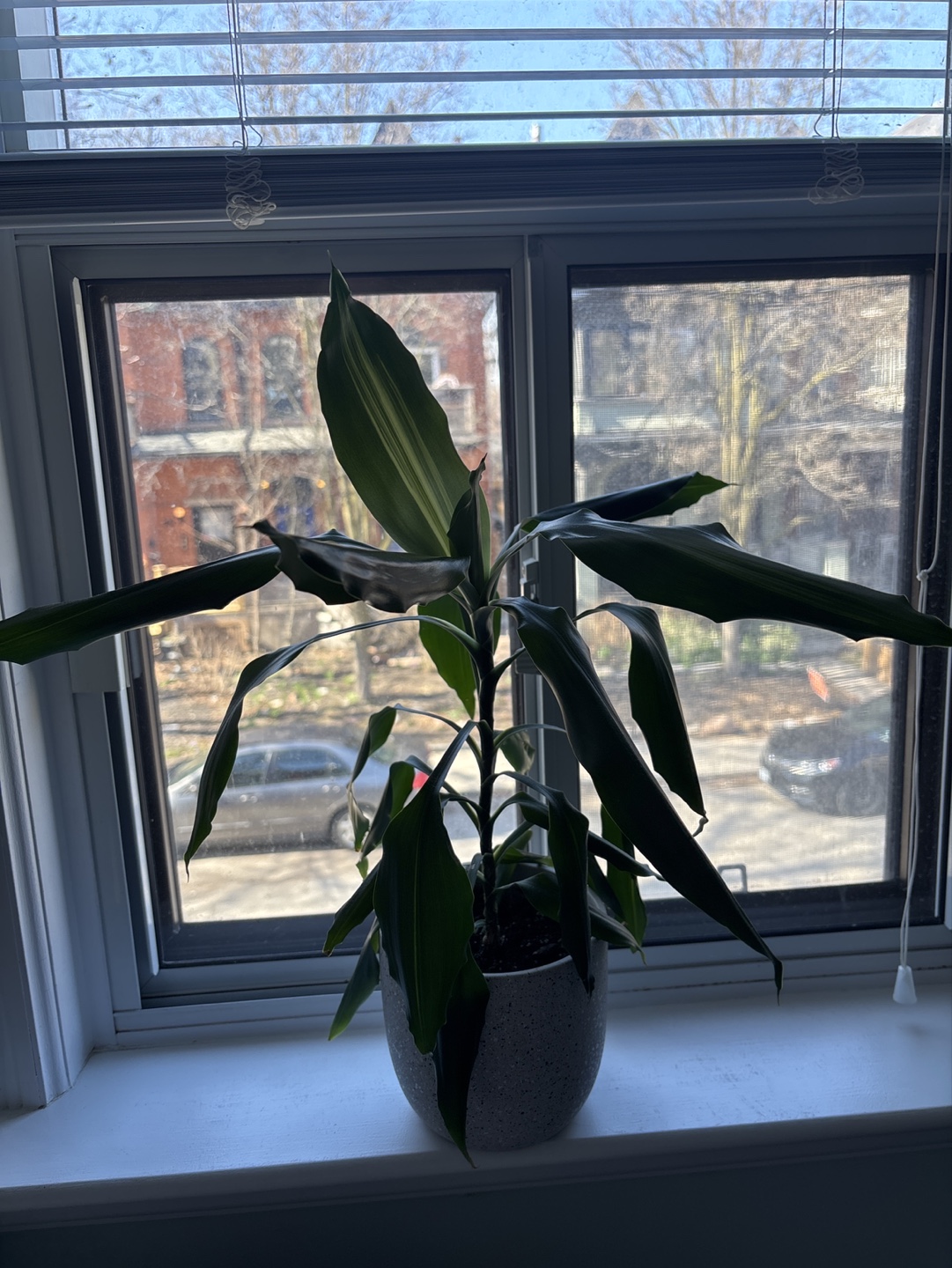 Dracaena Marginata Plant in Speckled Grey Pot - photo 4