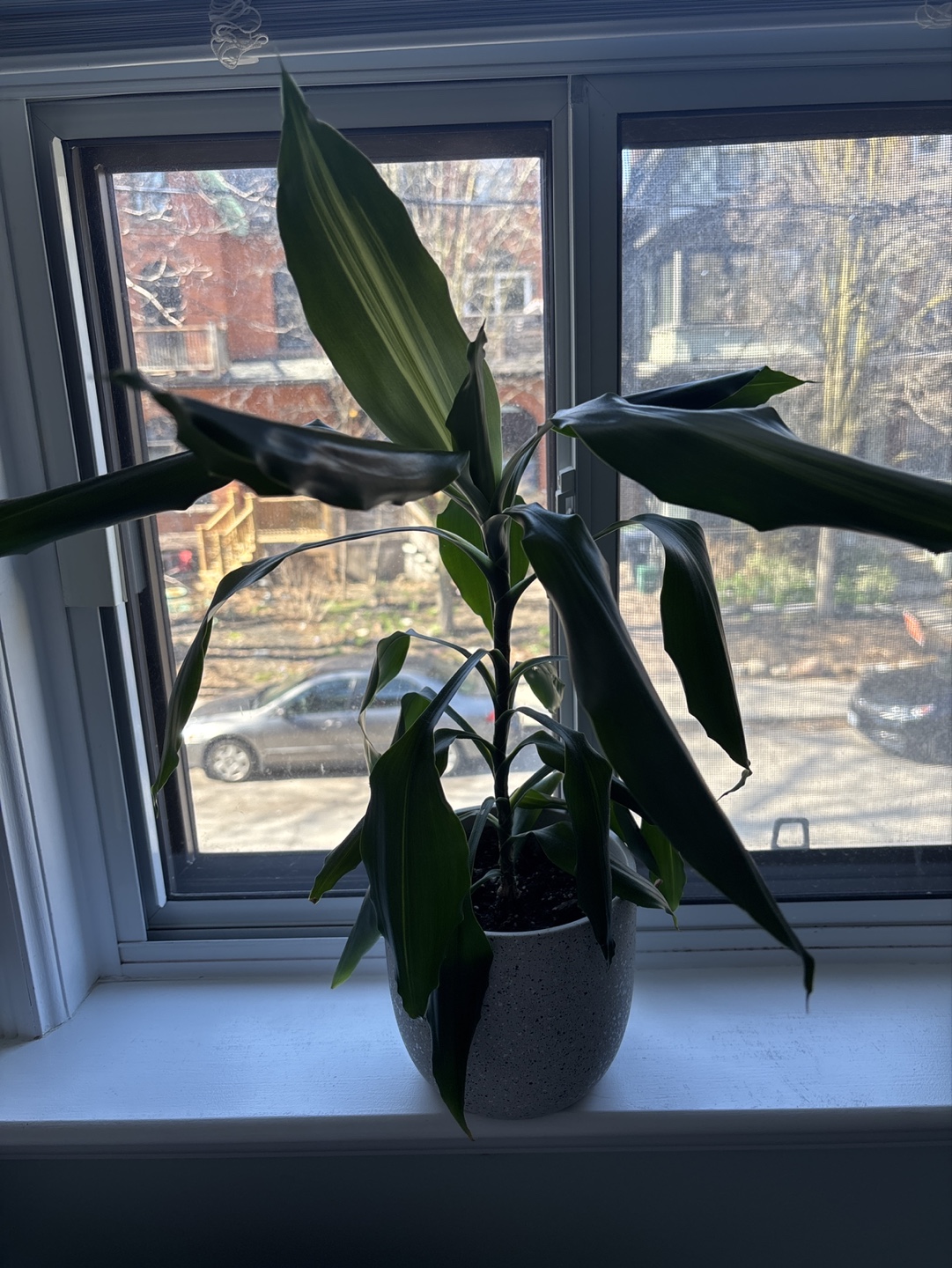 Dracaena Marginata Plant in Speckled Grey Pot