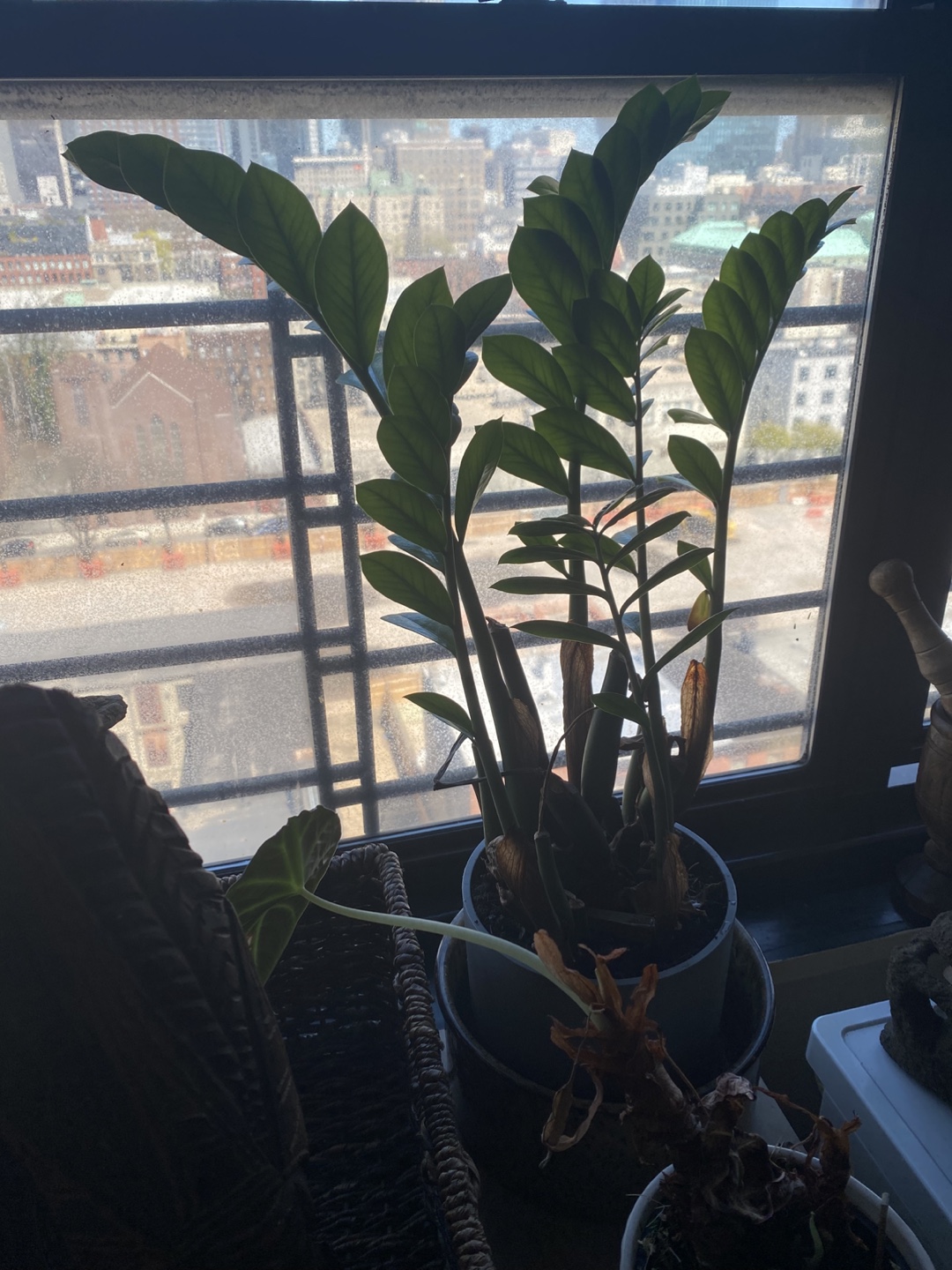 Houseplant Lot: ZZ Plant, Dracaena, Aloe, Monstera - photo 2