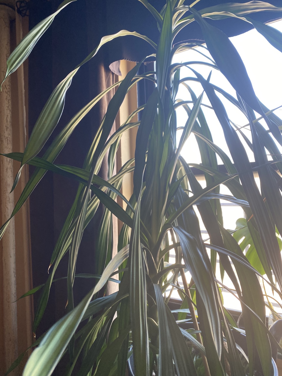 Houseplant Lot: ZZ Plant, Dracaena, Aloe, Monstera - photo 5