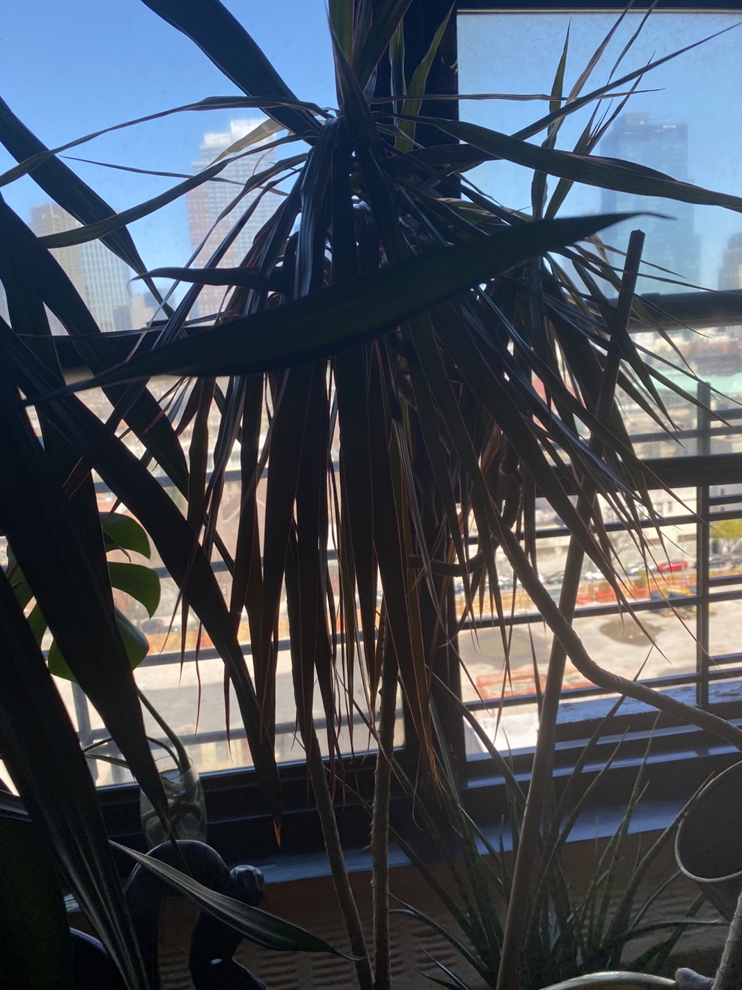Houseplant Lot: ZZ Plant, Dracaena, Aloe, Monstera - photo 4