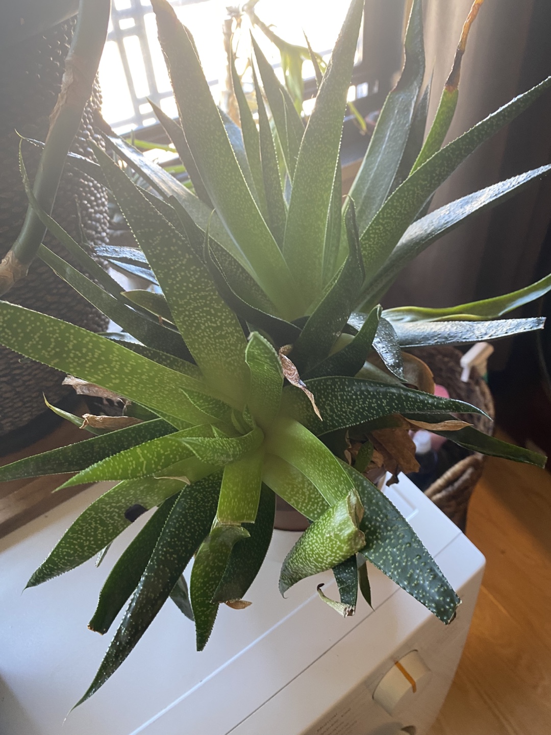 Houseplant Lot: ZZ Plant, Dracaena, Aloe, Monstera - photo 3