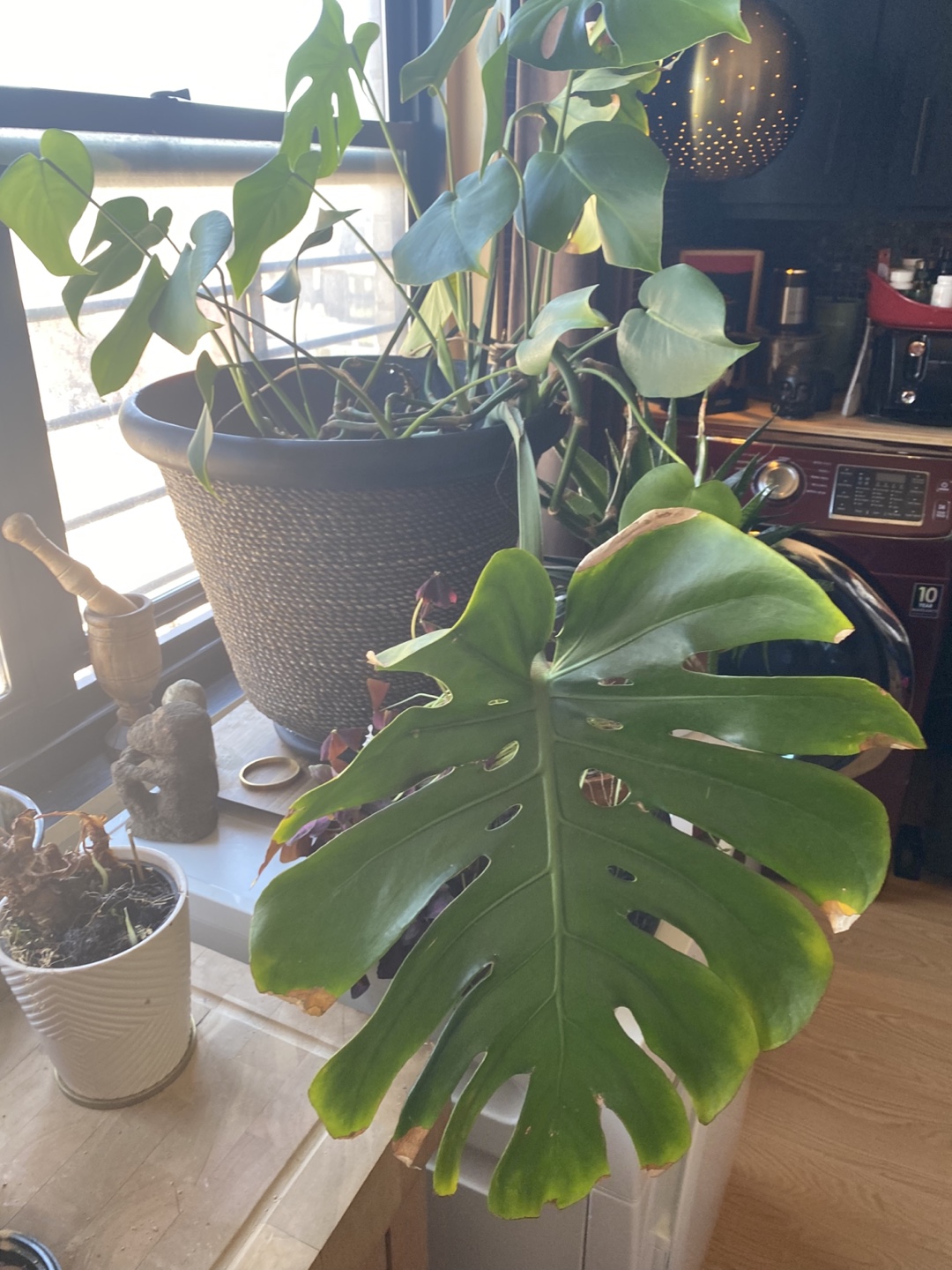 Houseplant Lot: ZZ Plant, Dracaena, Aloe, Monstera