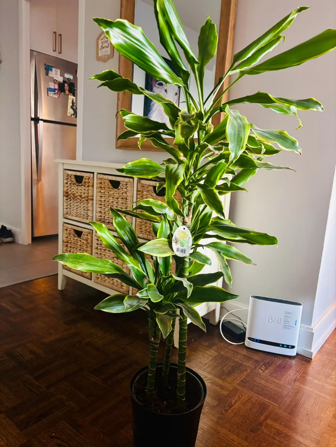 Large Dracaena Marginata Plant thumbnail
