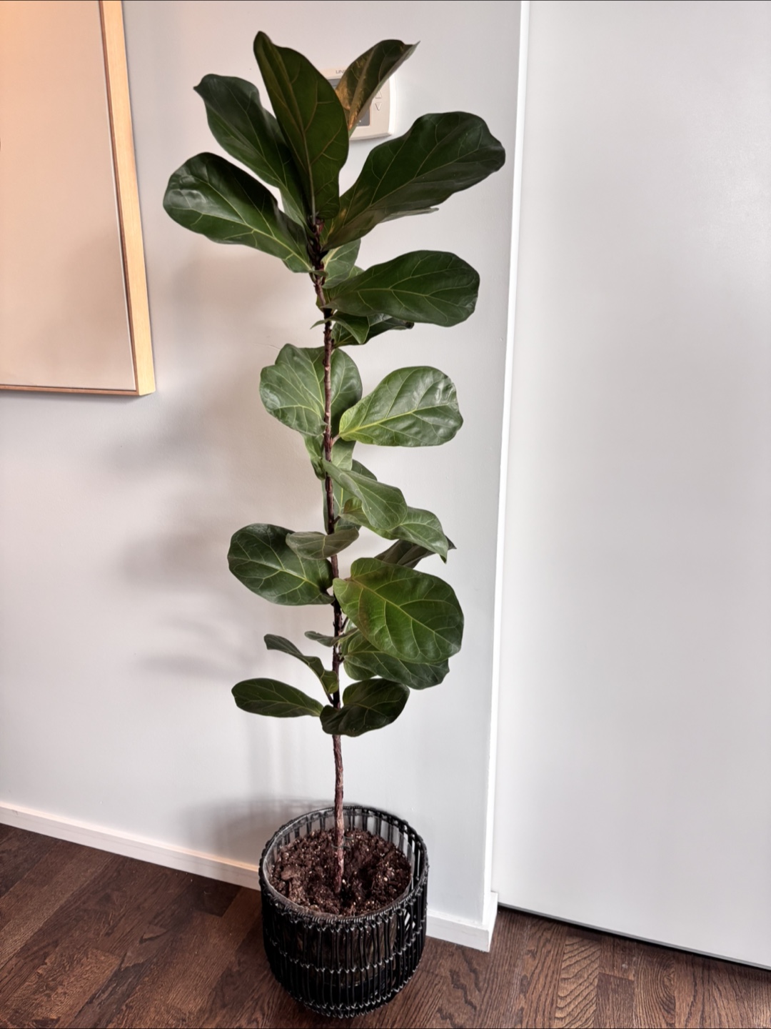 Large Fiddle Leaf Fig Plant