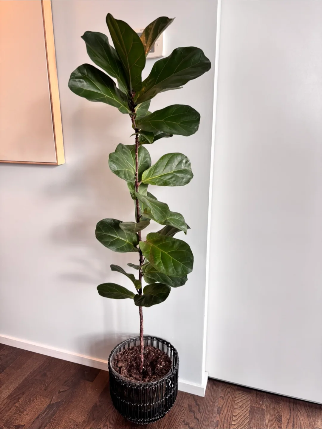 Large Fiddle Leaf Fig Plant thumbnail
