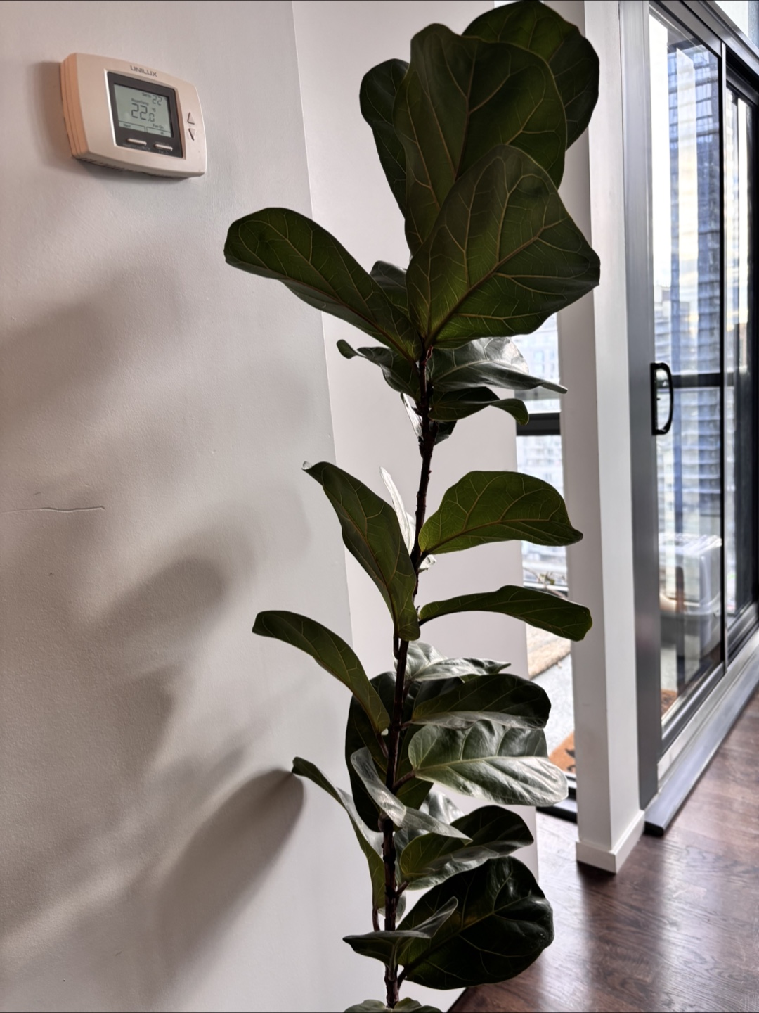 Large Fiddle Leaf Fig Plant - photo 2
