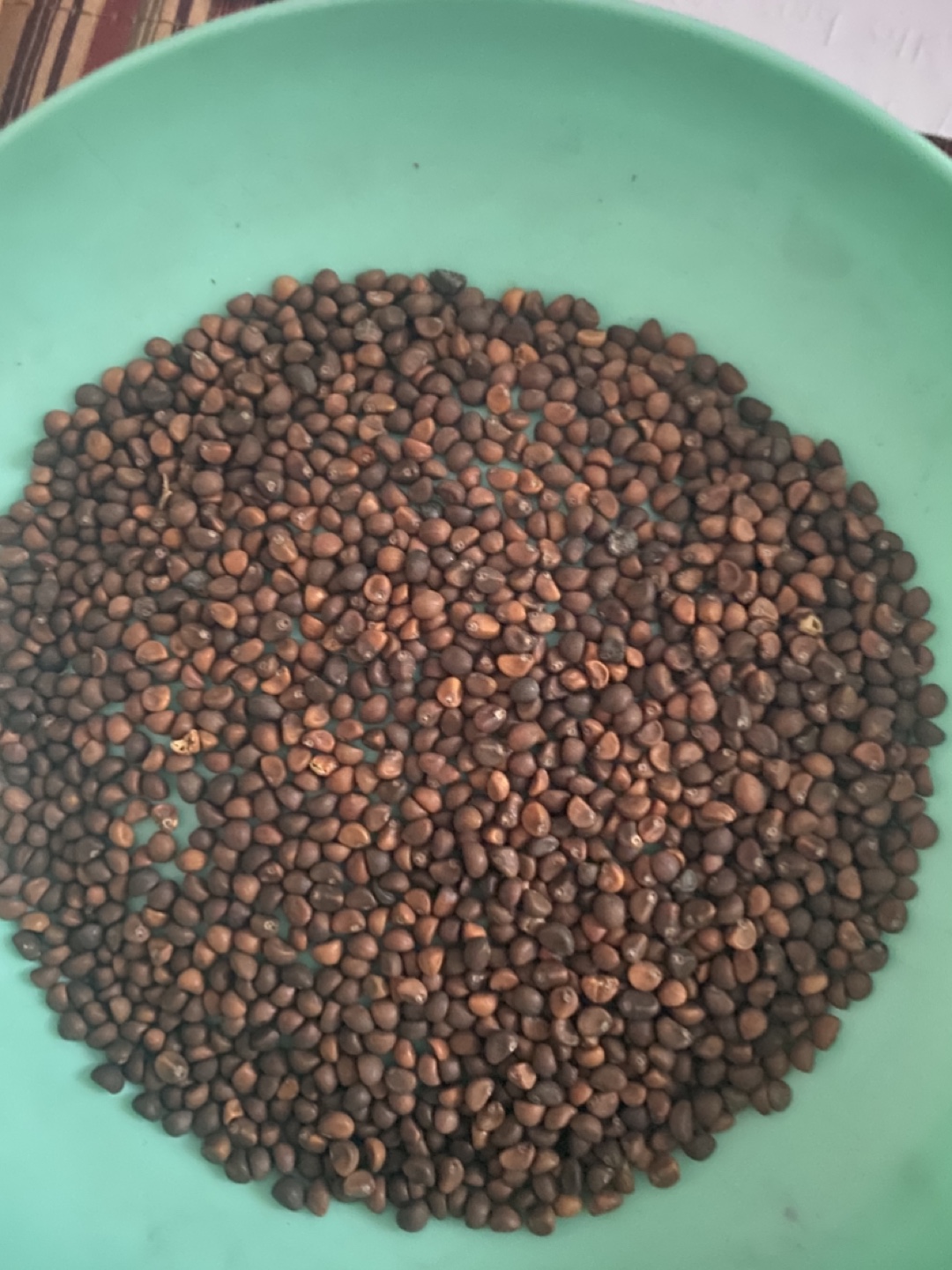Water spinach seeds , Kang kong seeds