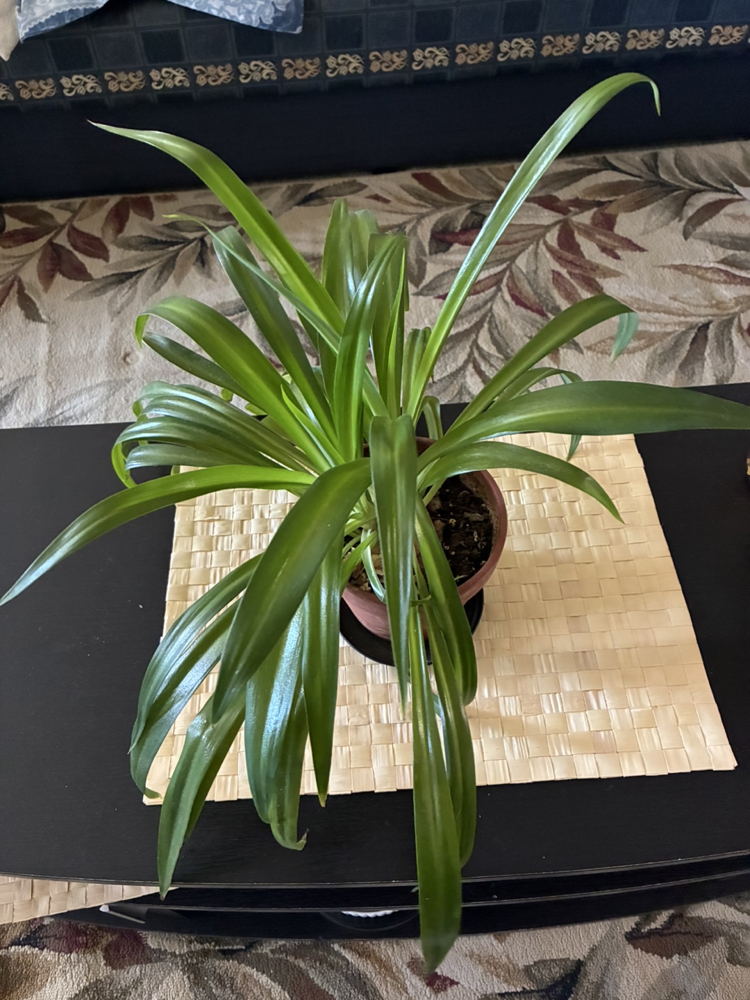 Spider Plant in Pot