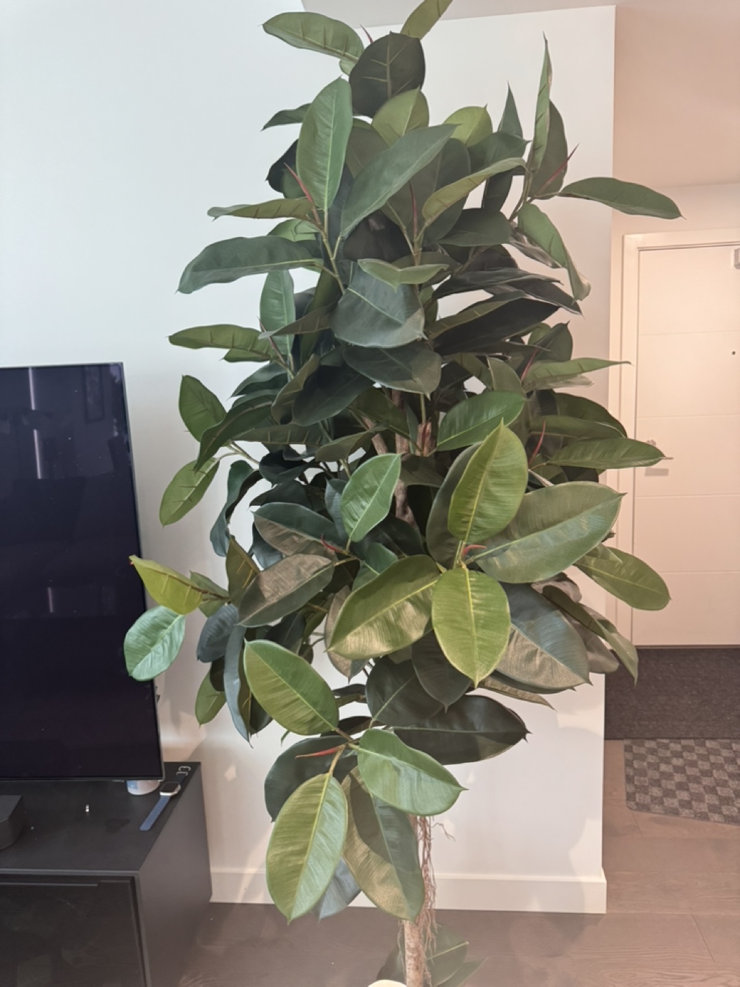 Large Artificial Rubber Plant - photo 3