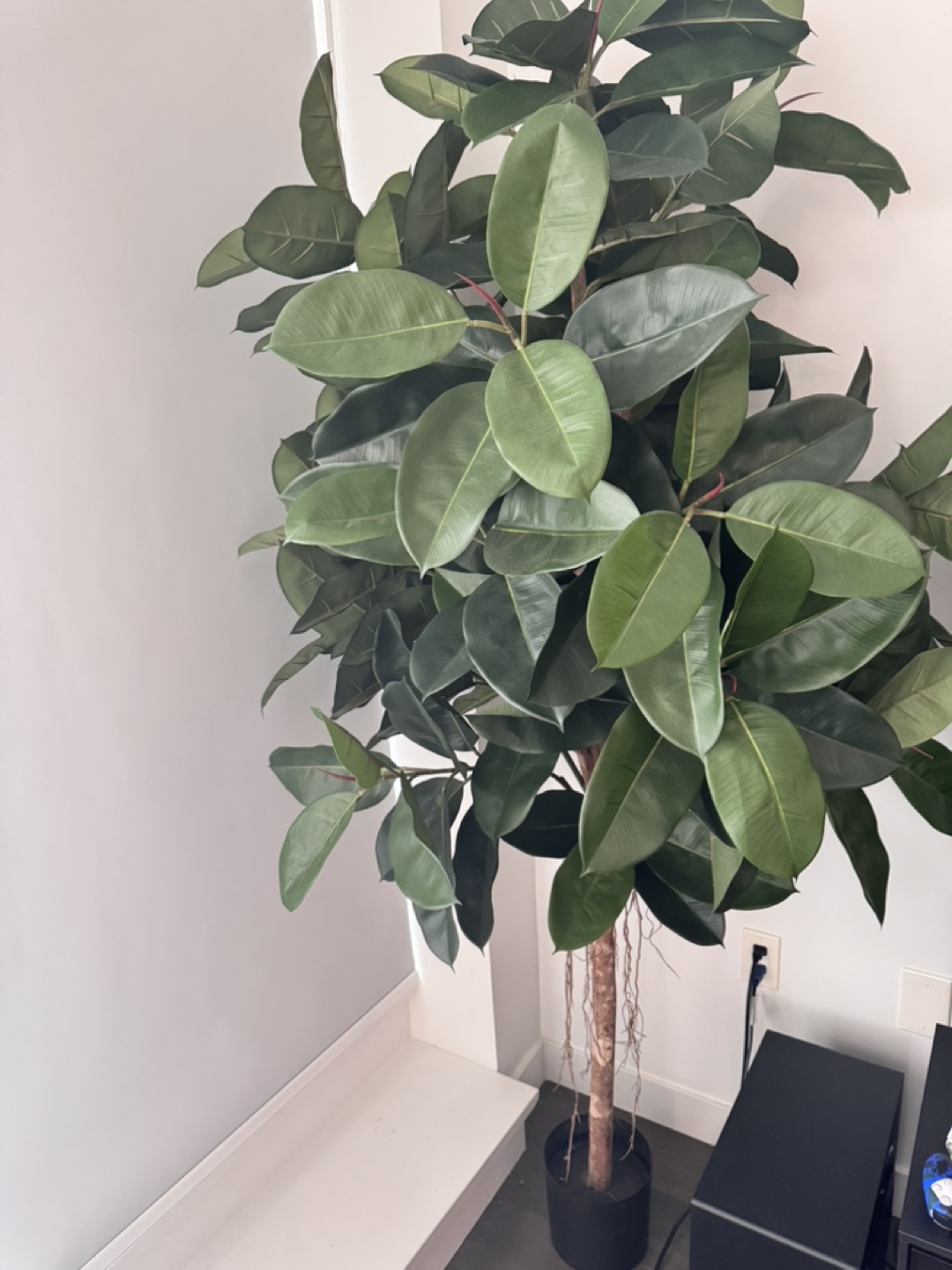 Large Artificial Rubber Plant