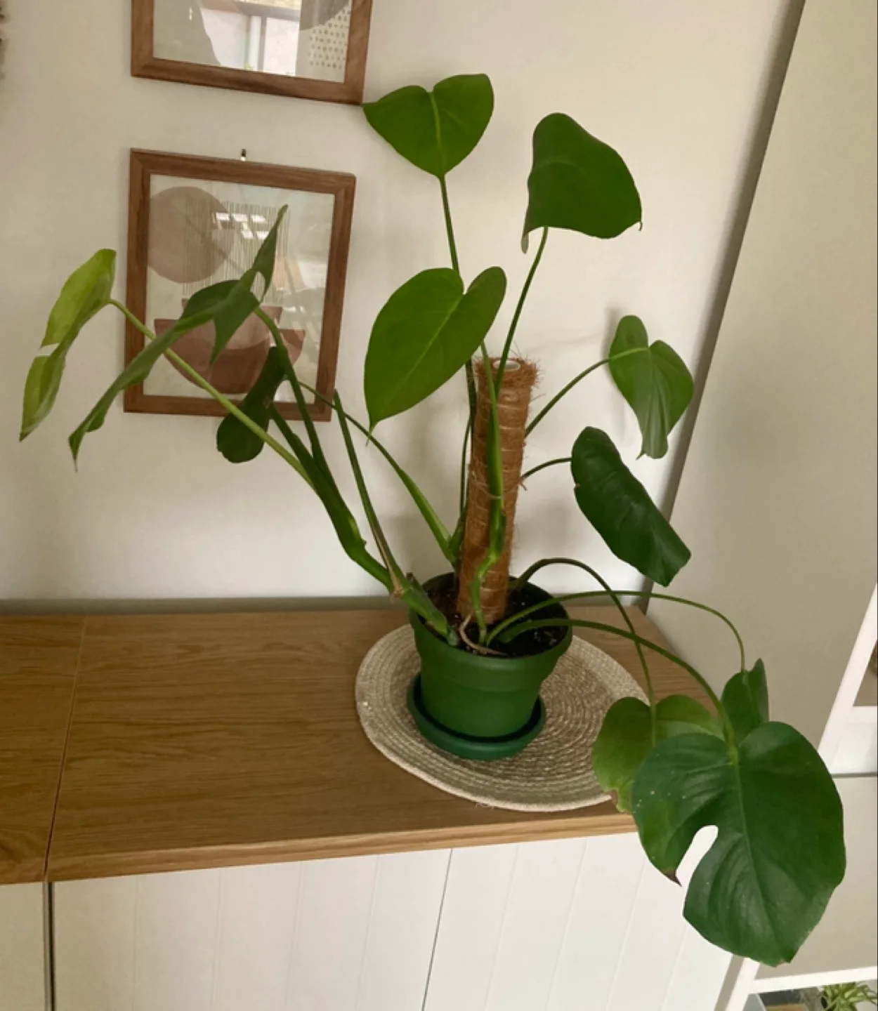 Young Monstera Plant thumbnail