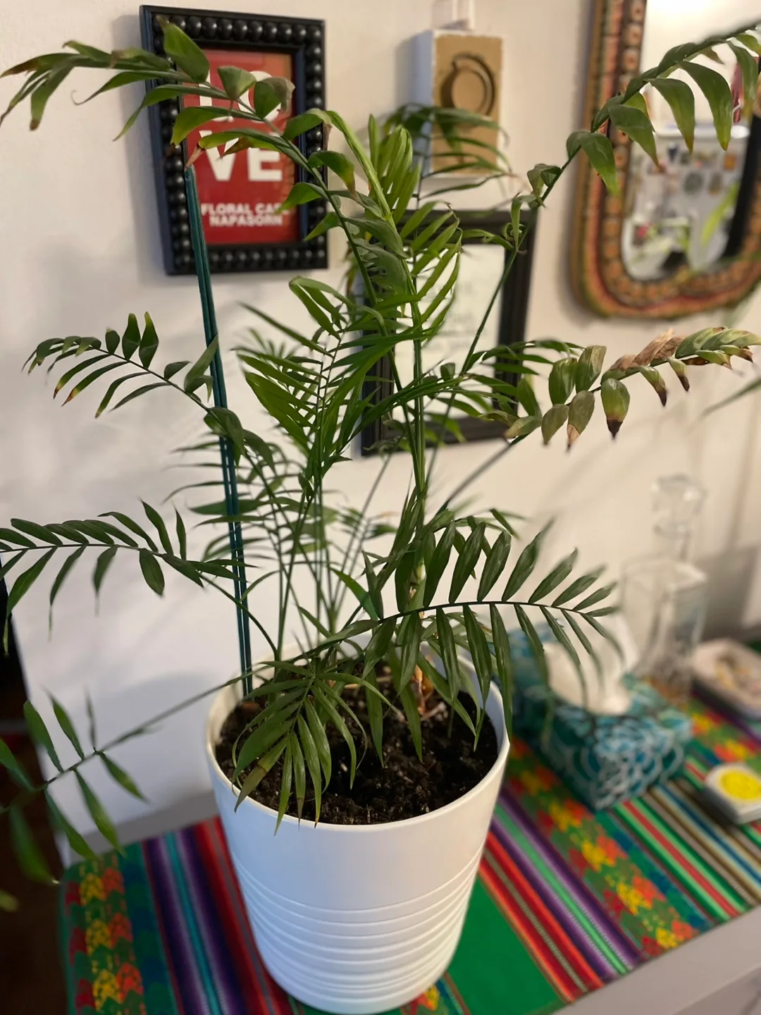 Parlour Palm Plant in White Pot image indicator(2)